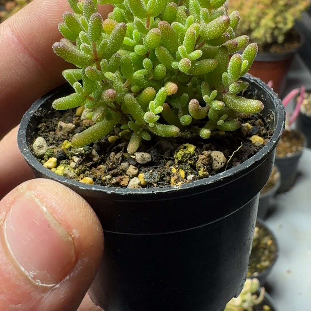 小小米 枝干番杏