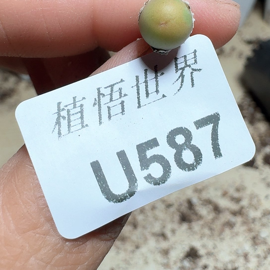 587盒多肉植物哇x f g