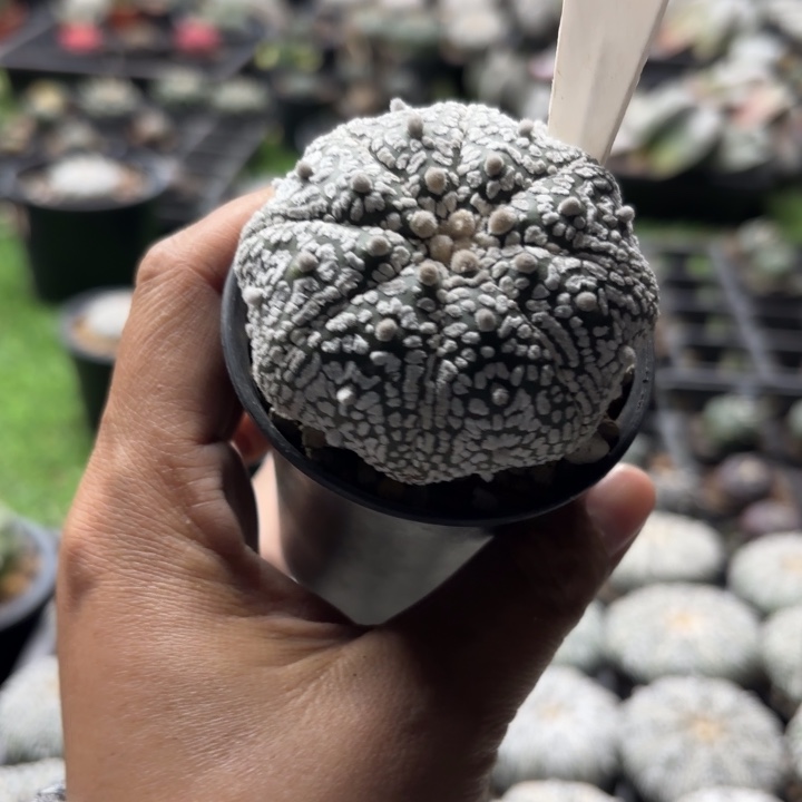 猎***爱1045实生海星好养