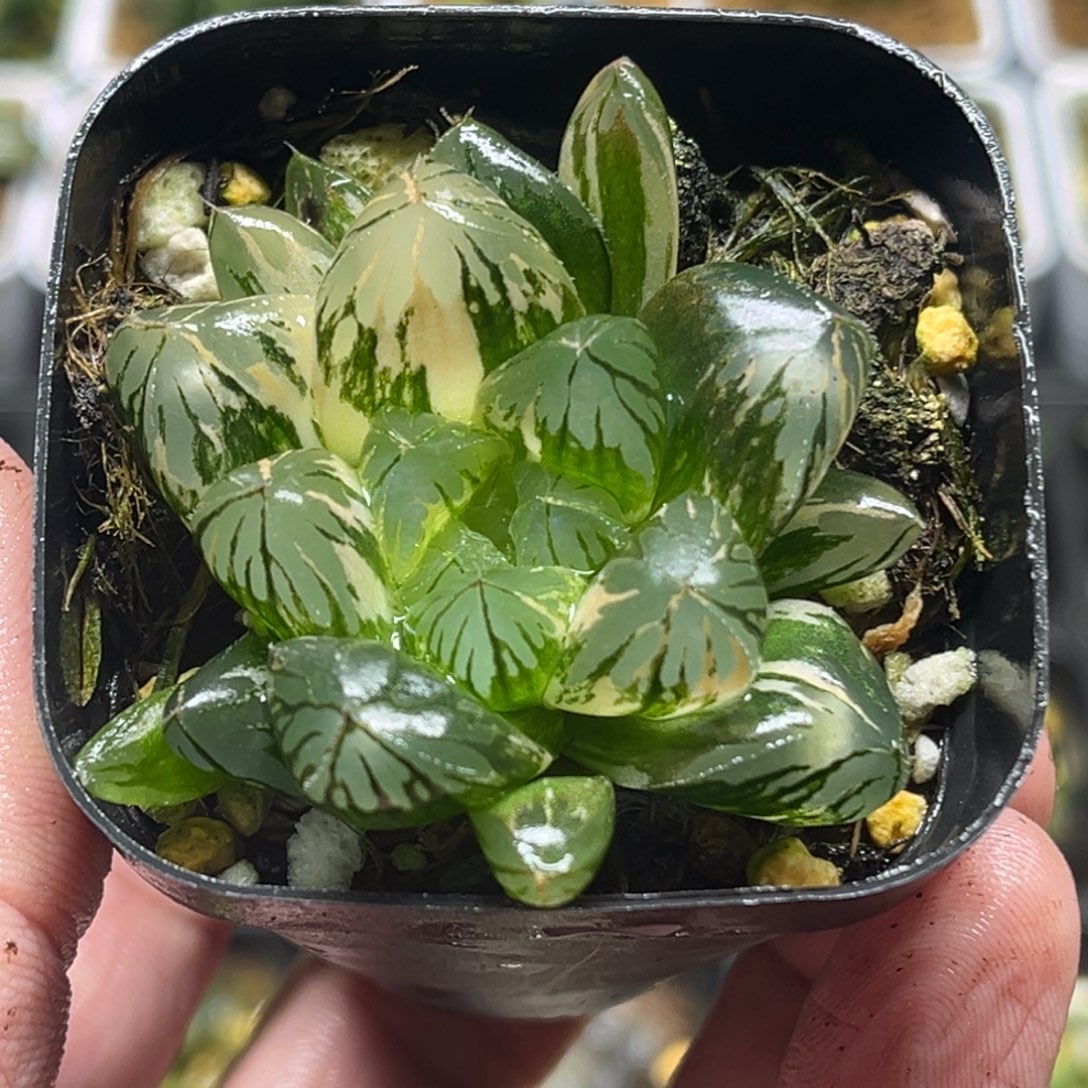 209大窗水晶灯玉露锦