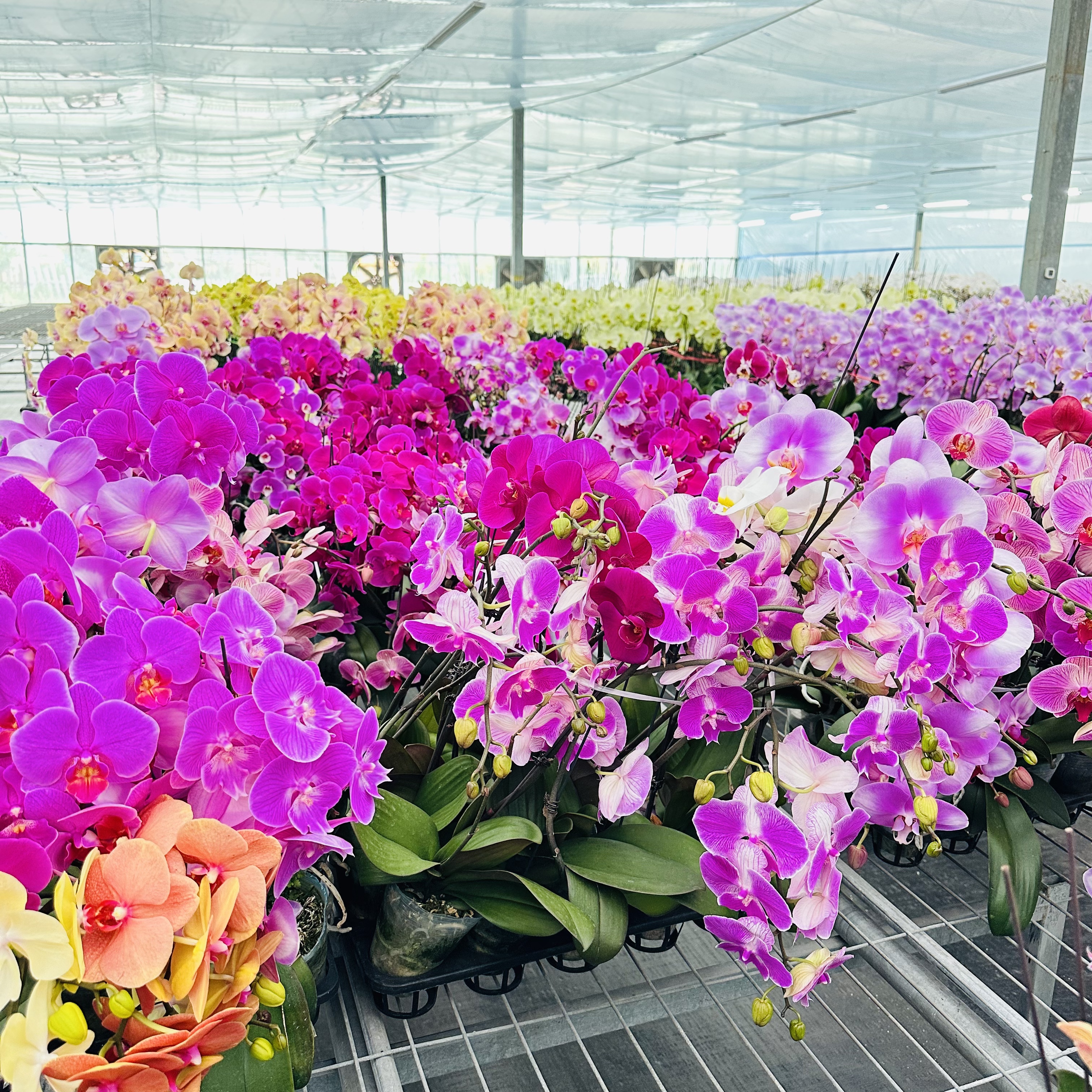 拂晓蝴蝶兰（蝴蝶兰 大花随机2颗开花株）开花珠发货