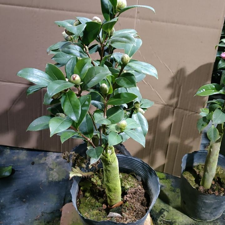 111葛蕾丝，斑水屋，原盆原土发货