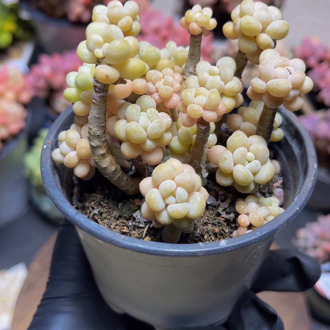 391老桩洛可可7厘米多肉