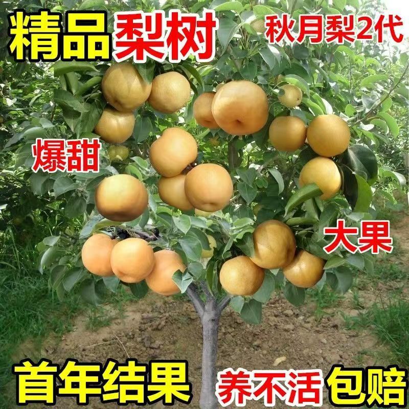 秋月梨树苗嫁接特大正宗薄皮新品种南北方种植盆栽地栽当年结果苗
