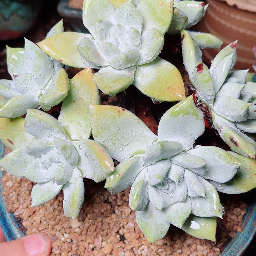 3073苹果拇指仙女杯多肉