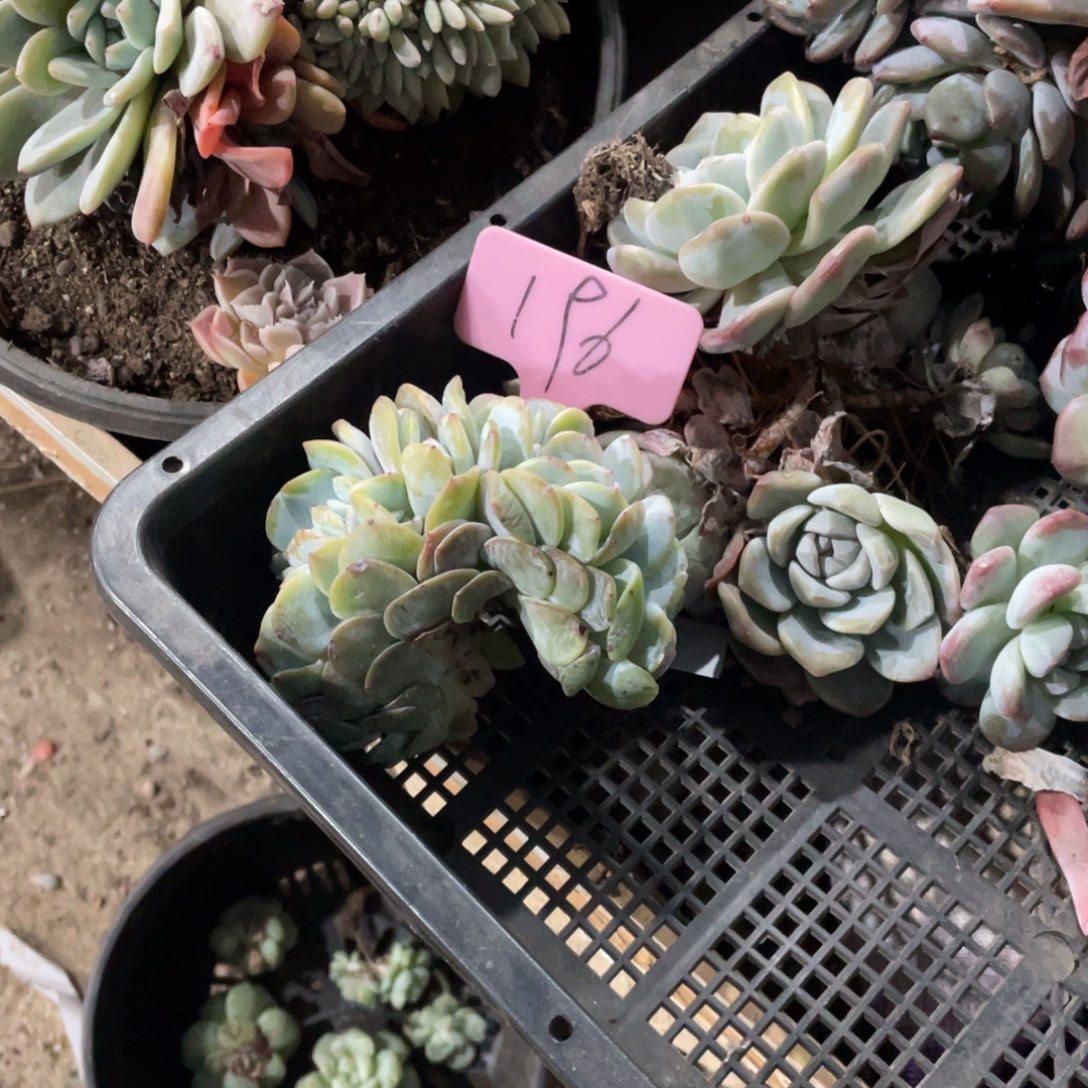 满***肉奶茶缀化多头群生196