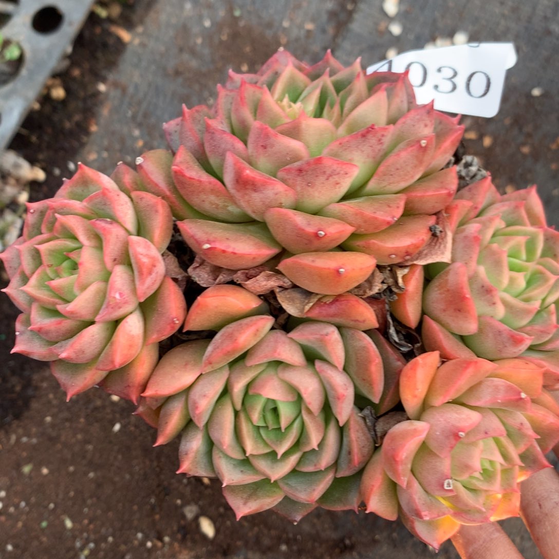 4030杂交精品基地11厘米