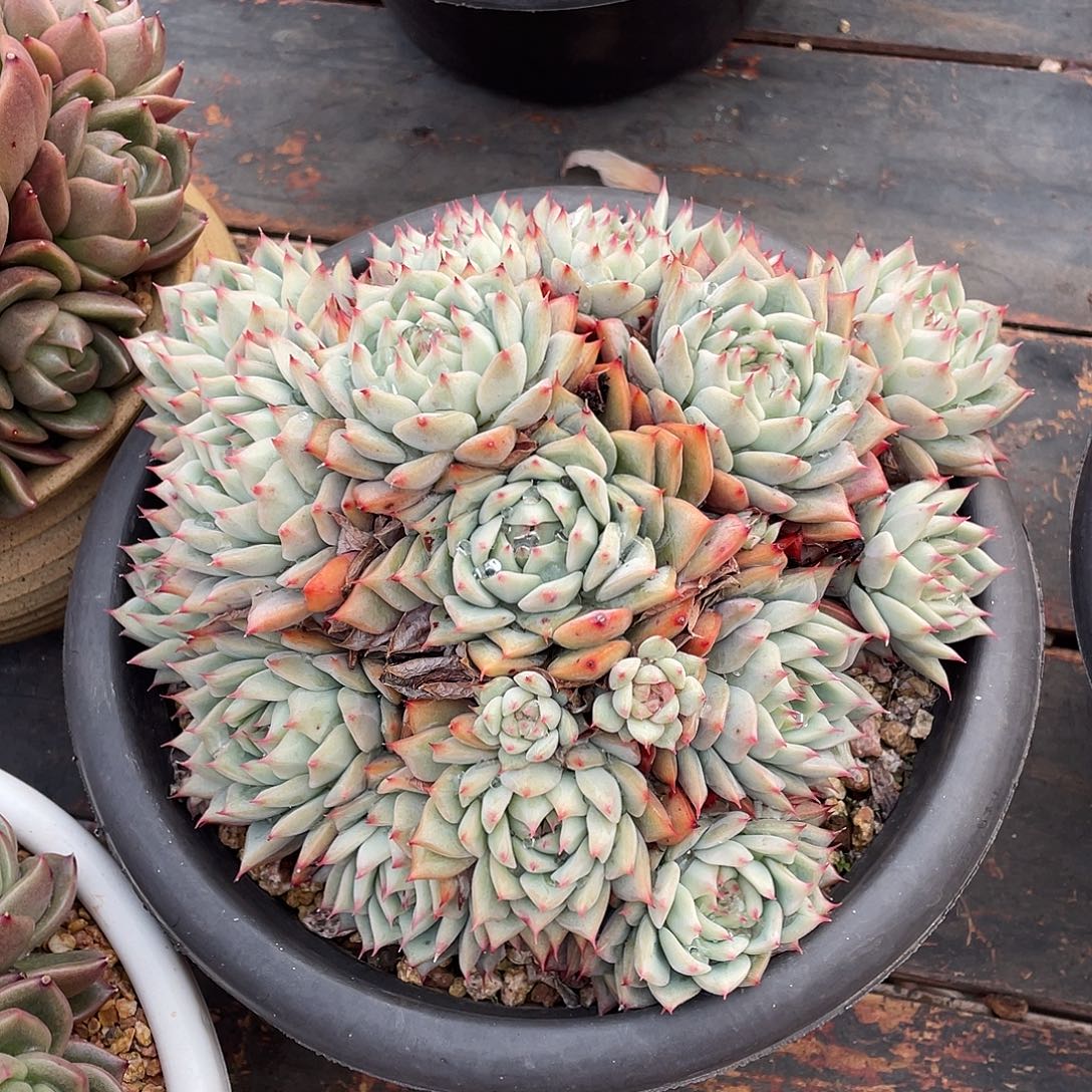 多肉植物一物一拍