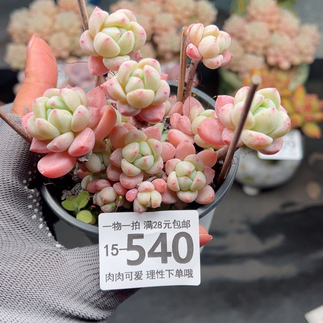 粉香水多肉多肉多肉多肉