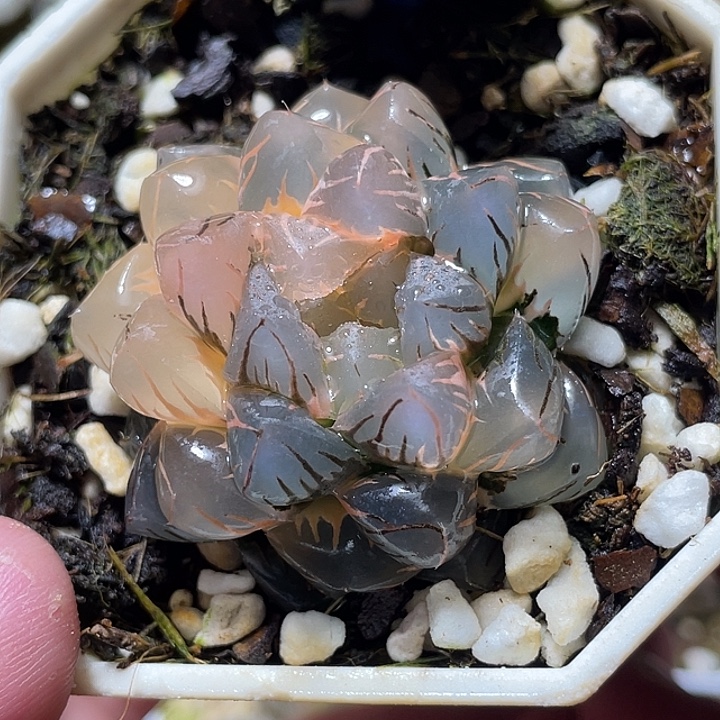716水中月锦特选福利