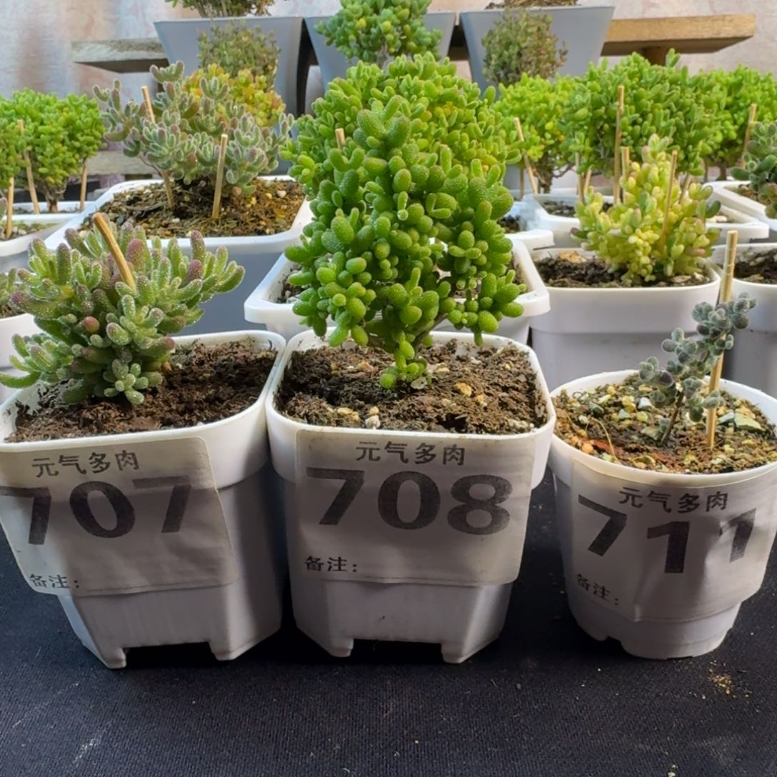 家***九枝干枝干枝干枝干