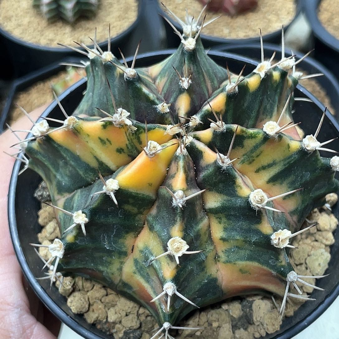 无花朵泰系实生根，米哈锦