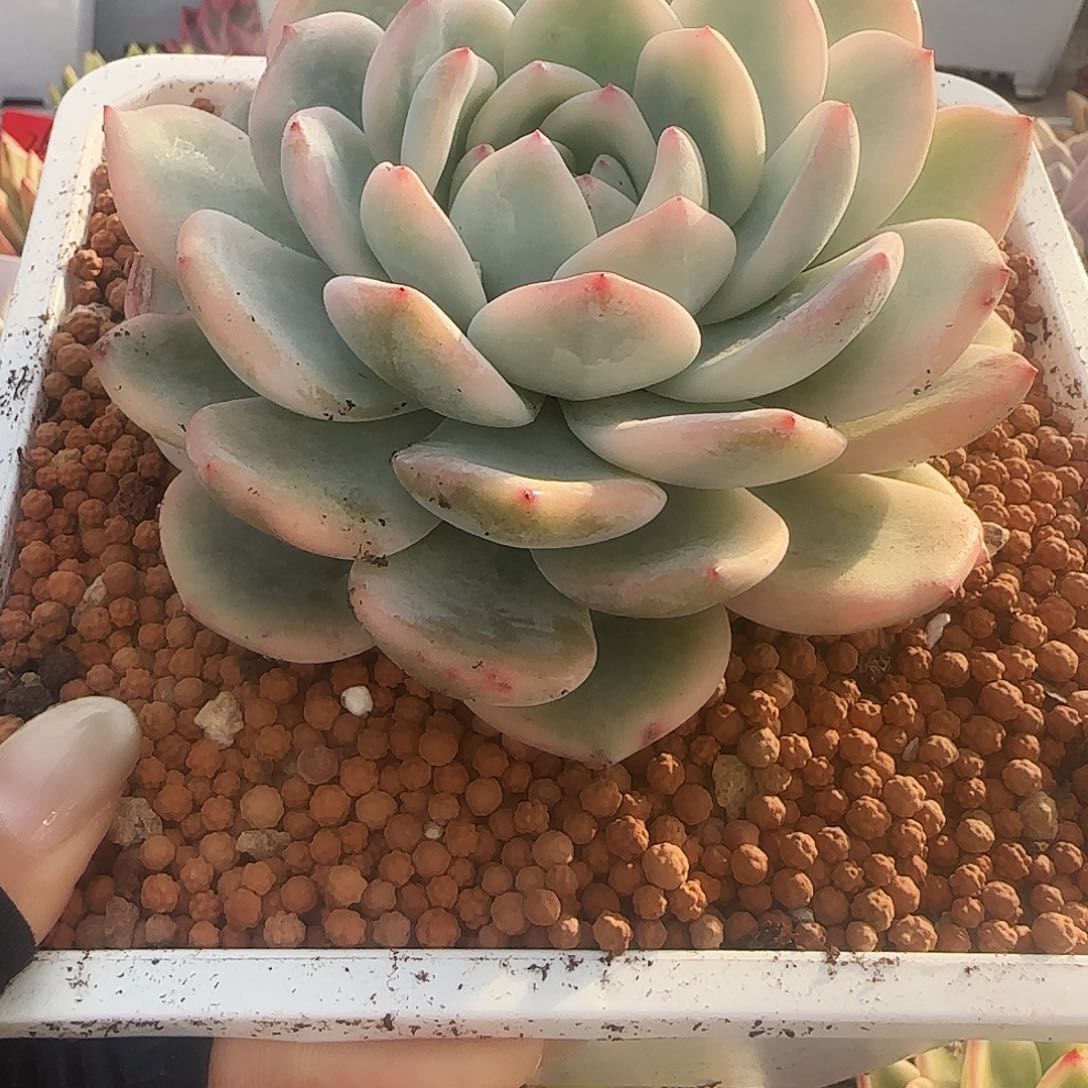 承梦露大单头多肉植物