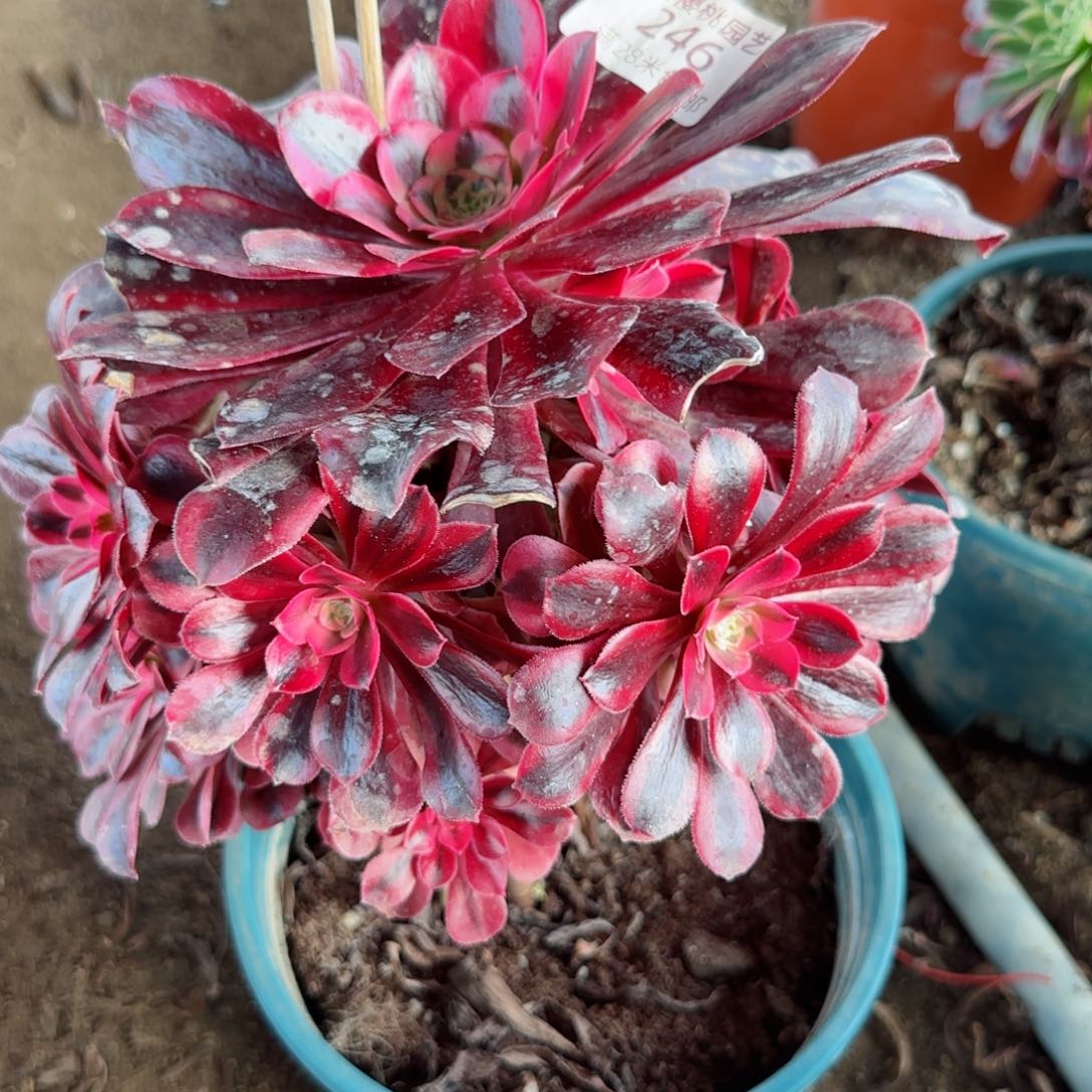 美杜莎法师多肉246