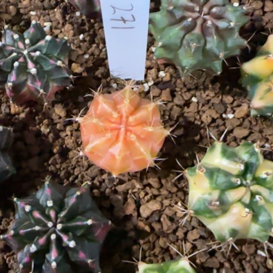 271-0121泰国发货多肉