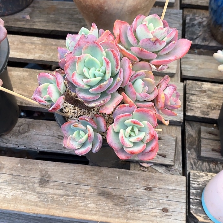 多肉植物，白月光