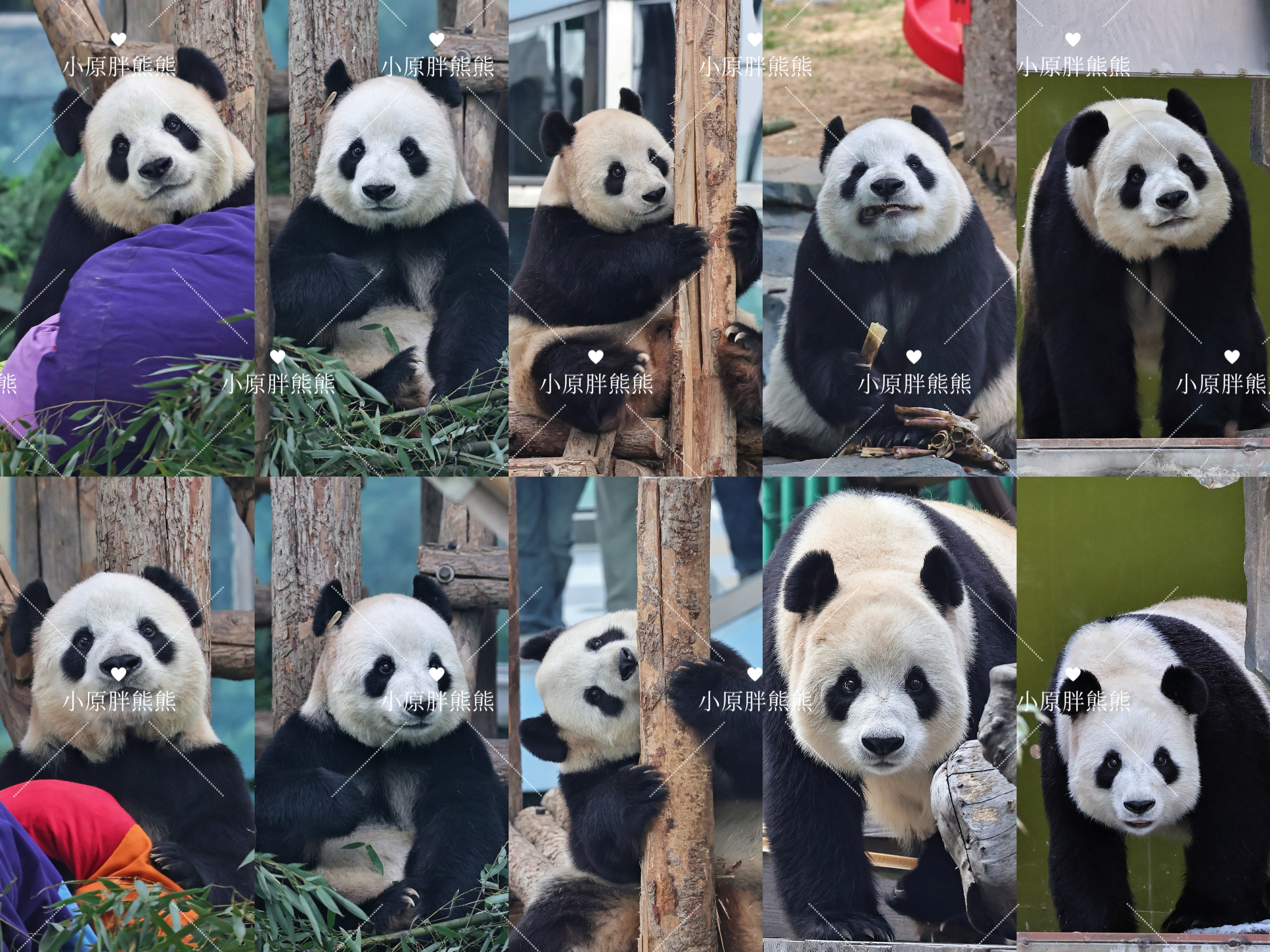 大熊猫飞云，妙音亮膜6寸超高清明信片