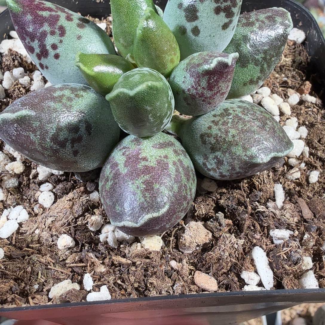 二代紫肌           海豹                  