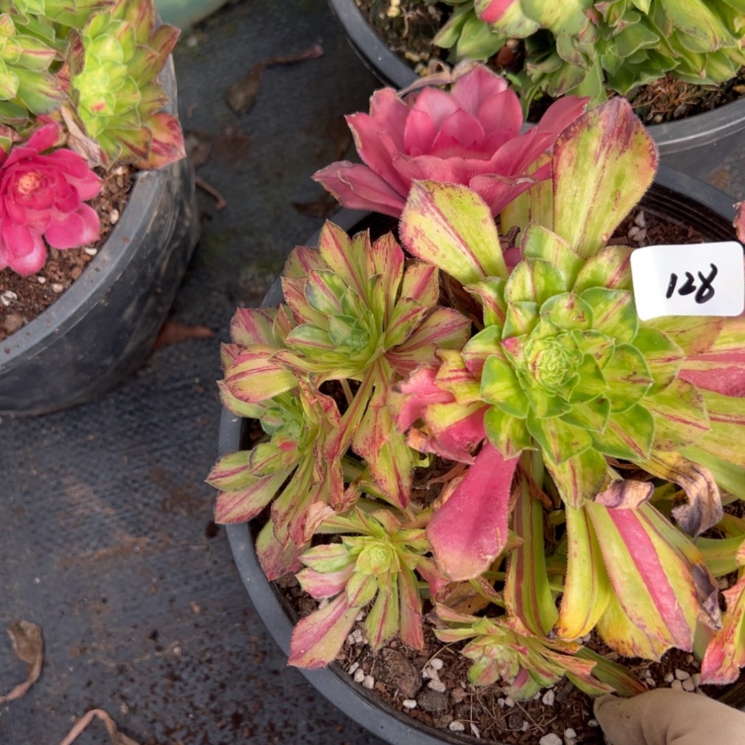 128知否多肉嘻嘻嘻