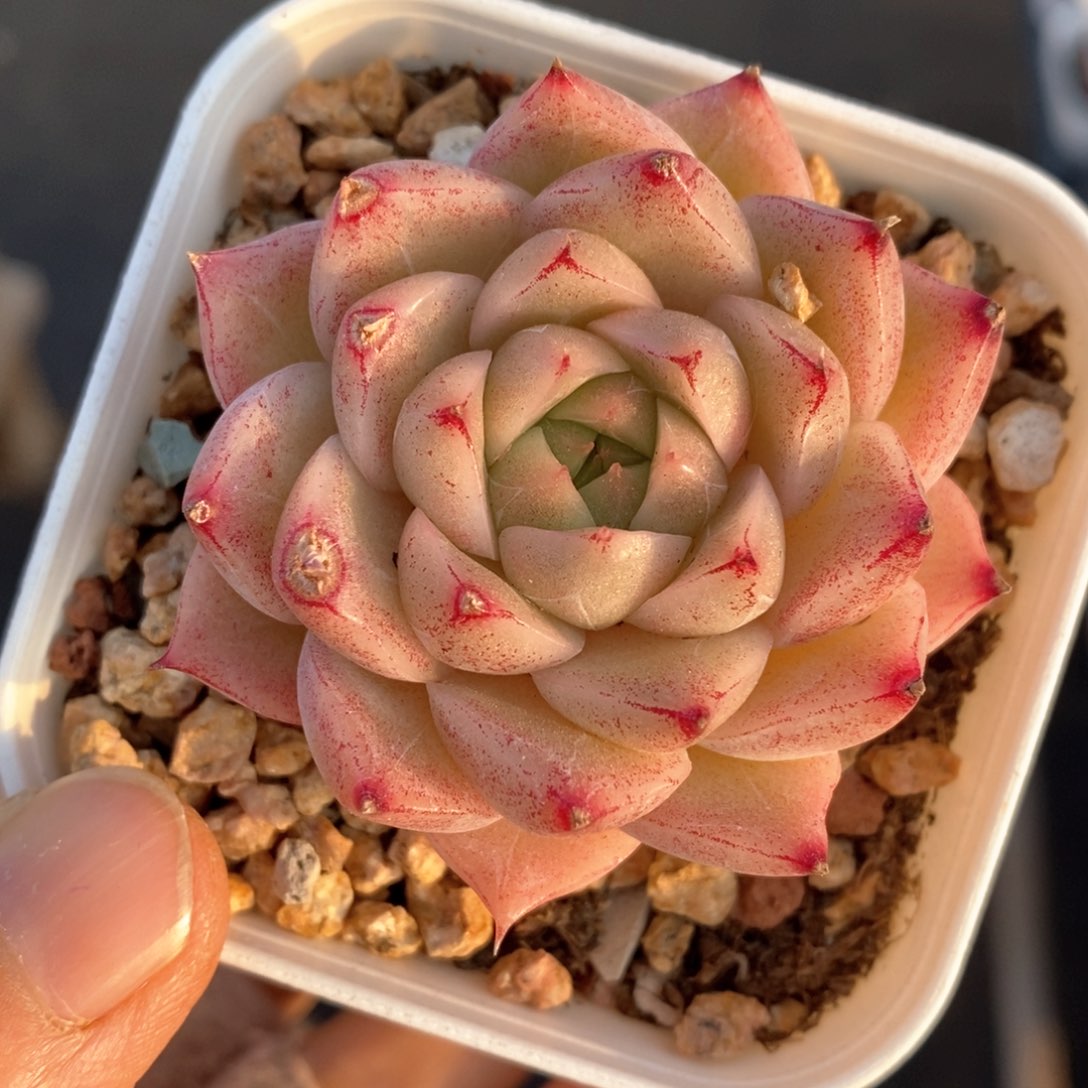 精品多肉一物一拍116