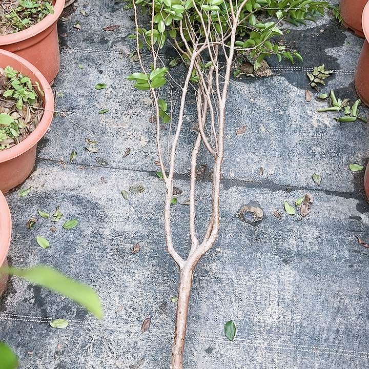 12344554444555加蓬用****7