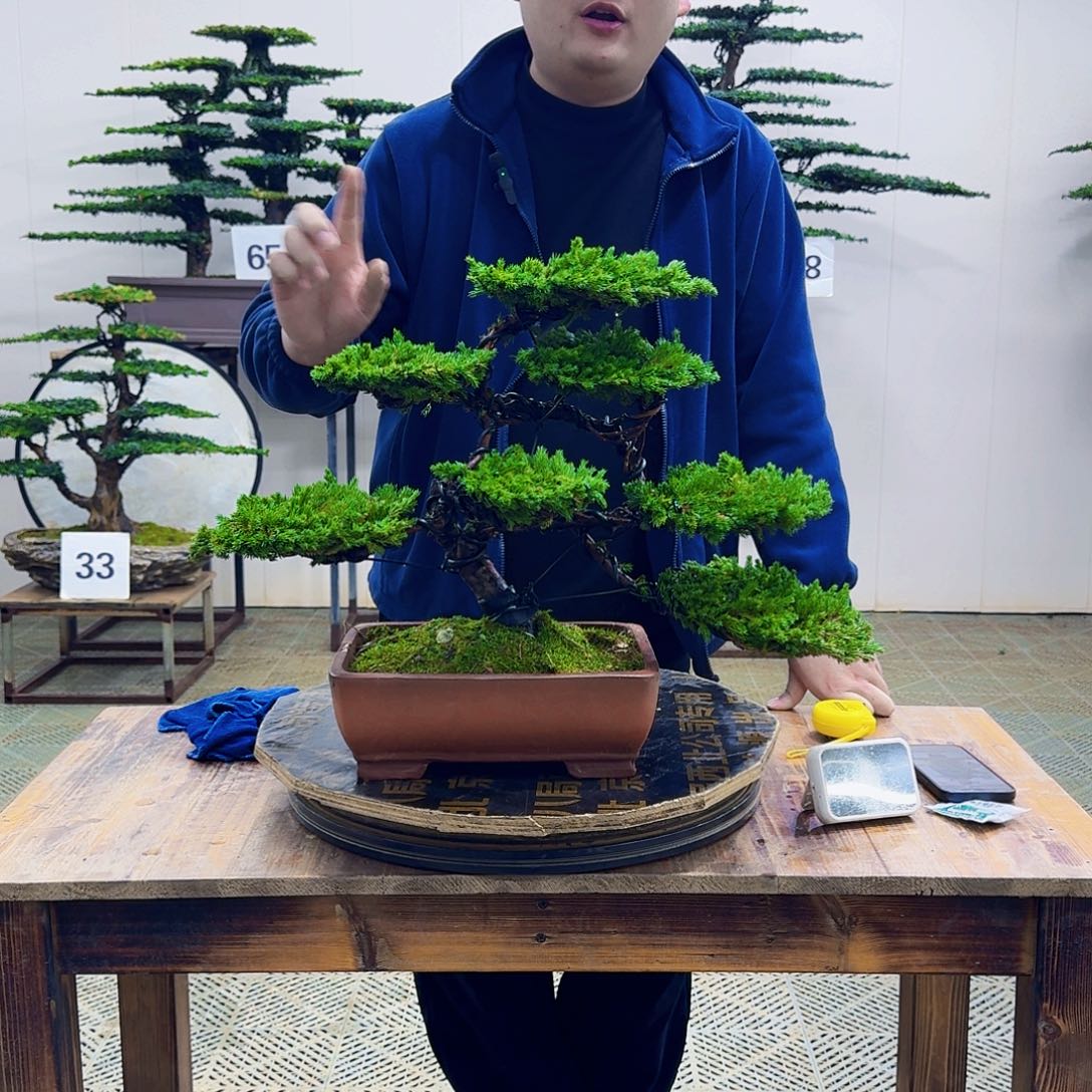 无花朵柏树造型盆景