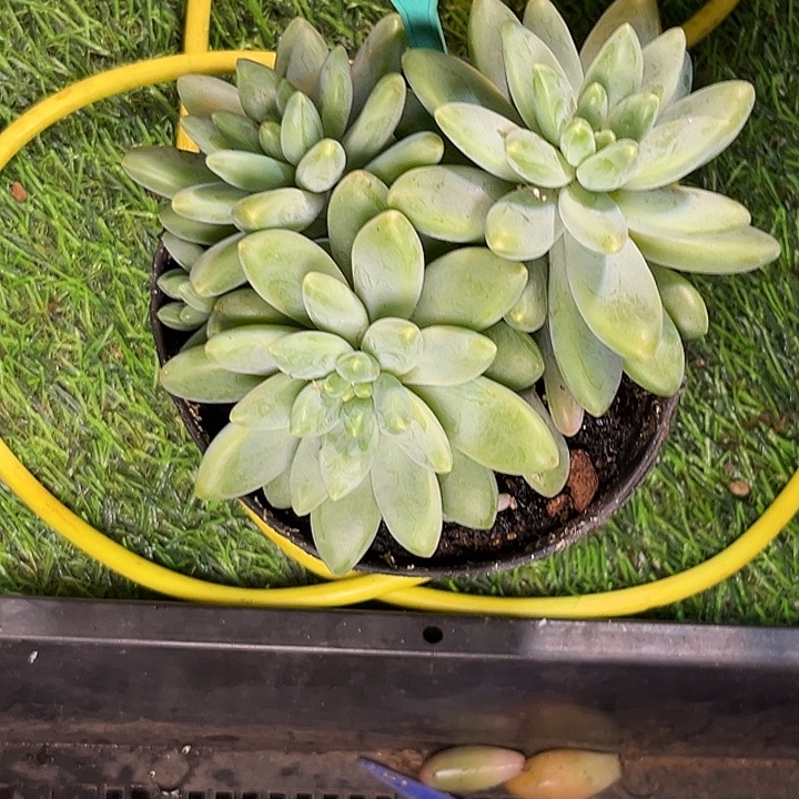 多肉植物阿蒂斯托321