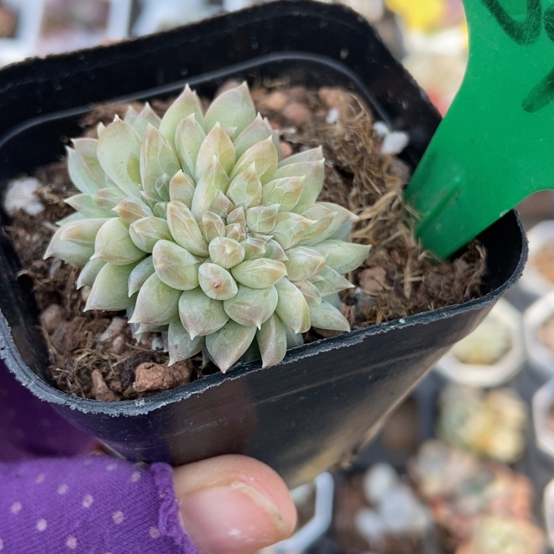 844幻影美人缀诺肉