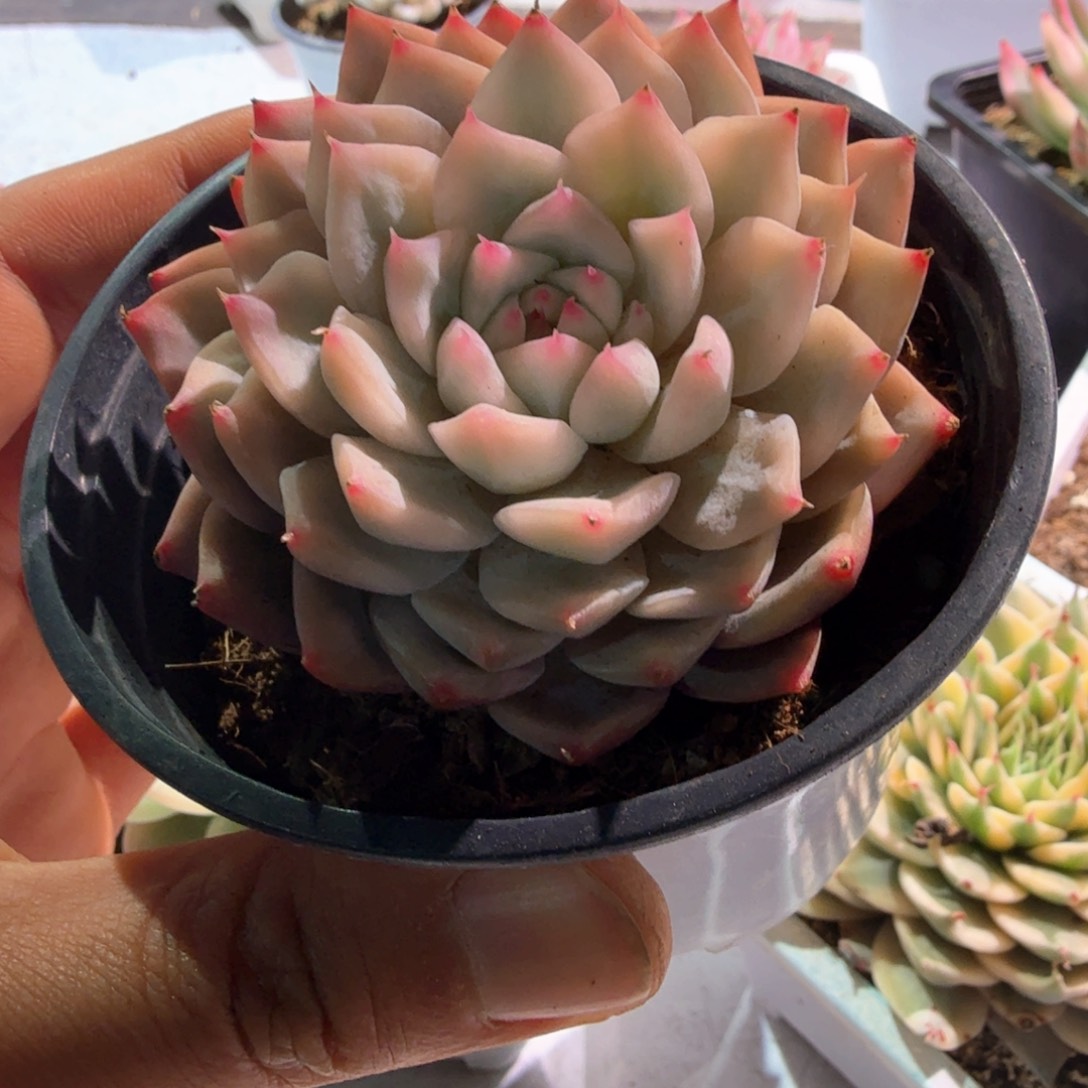 TP锦  锦上园艺一物一拍