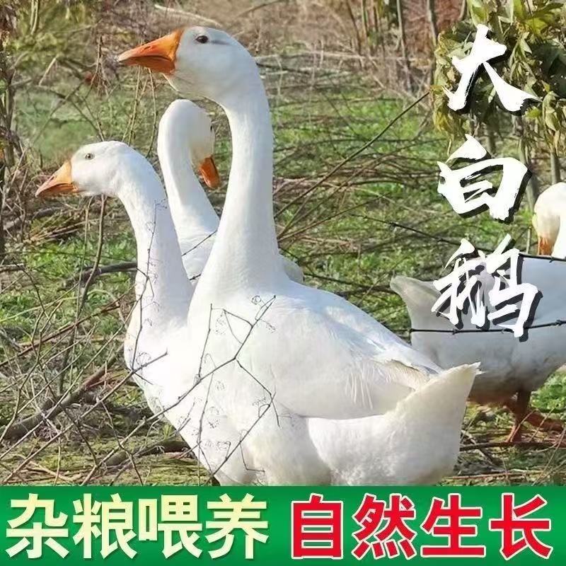 买1送1大白鹅2只毛重12斤带翅膀腿心肝宰杀后净重8-9斤青年鹅