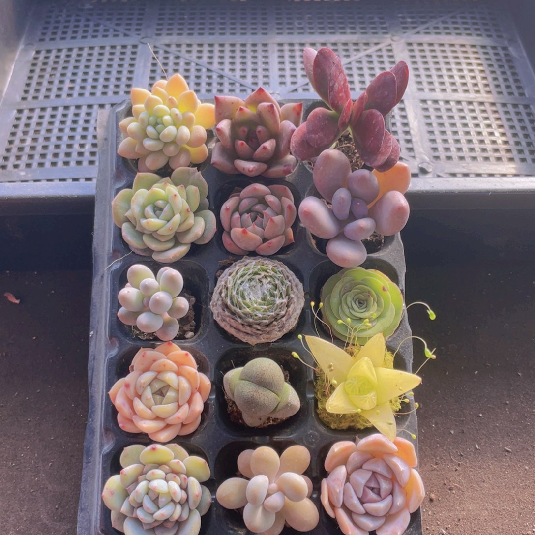 15颗多肉植物组合
