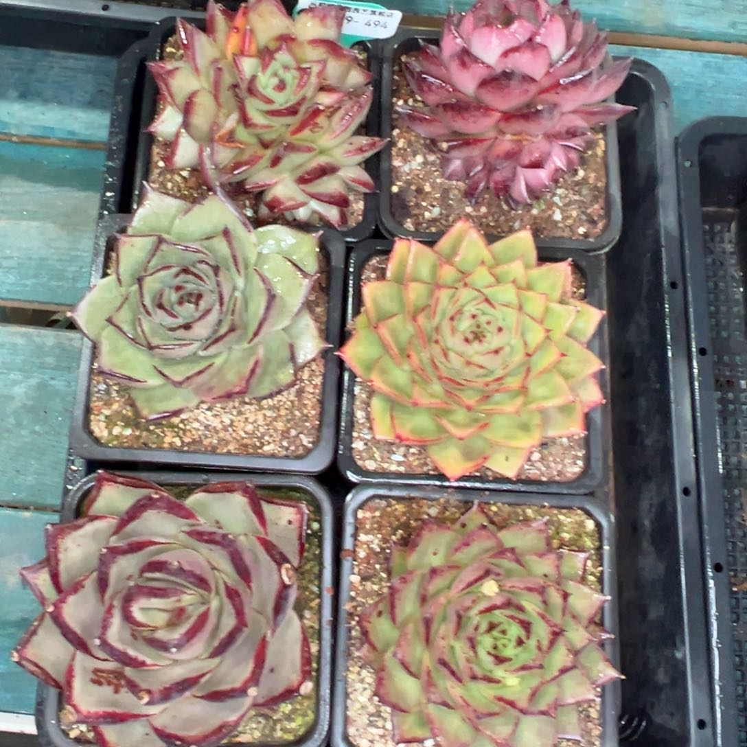 多肉精选编号0119.494