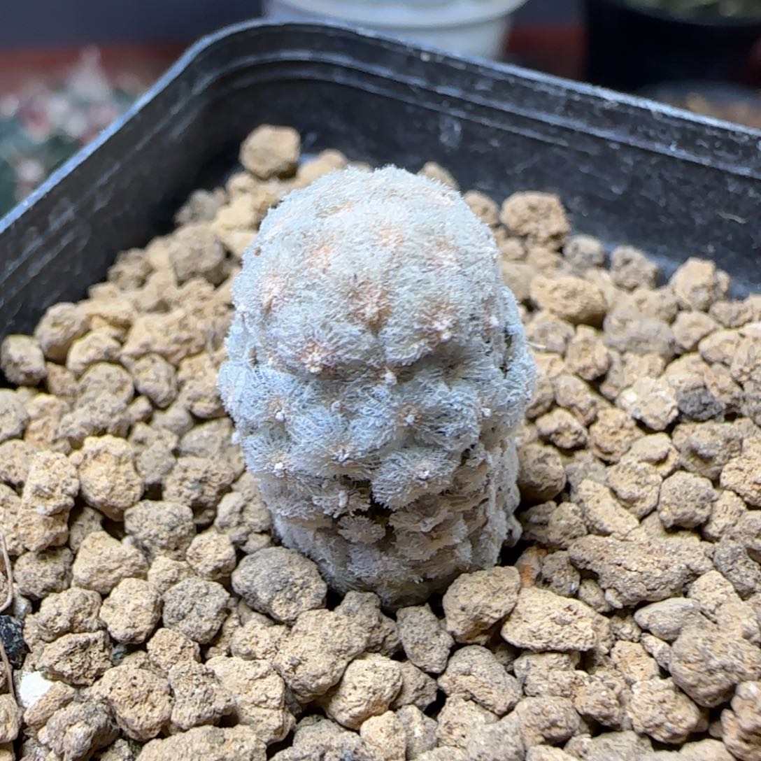 实生戴斯尤多肉0000