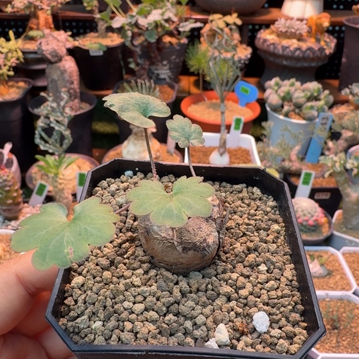 肾叶洋葵929 仙人球