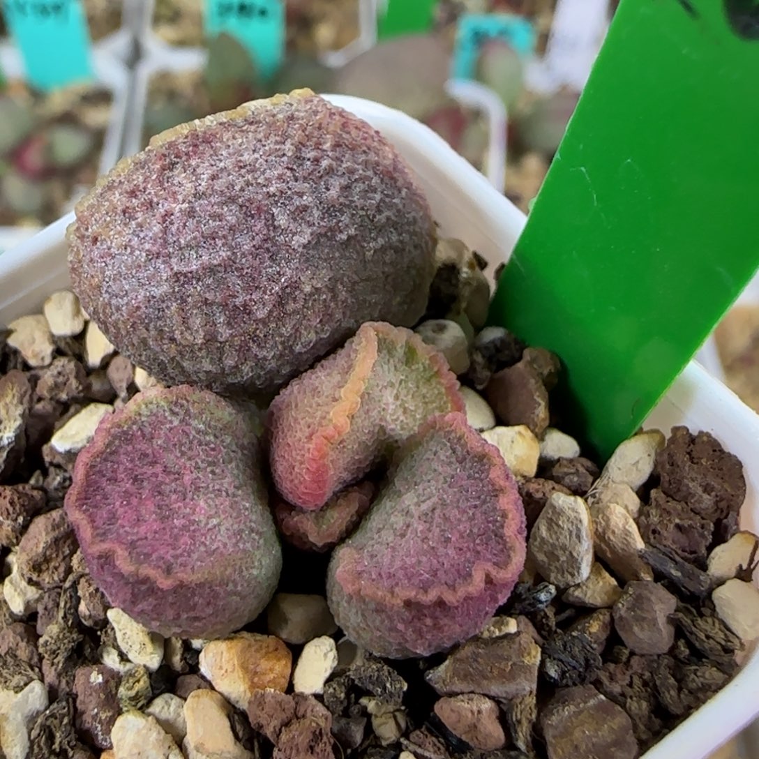 编号300叶插，四方盆发