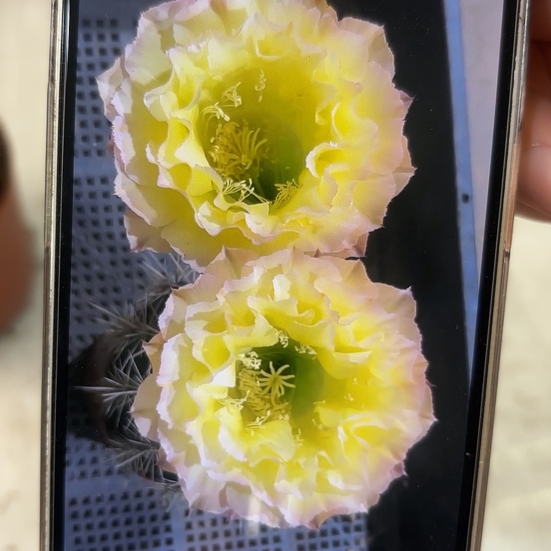 彩草青青蛋挞8公分左右