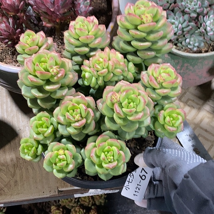 翡***姐小七夕多肉不知名67