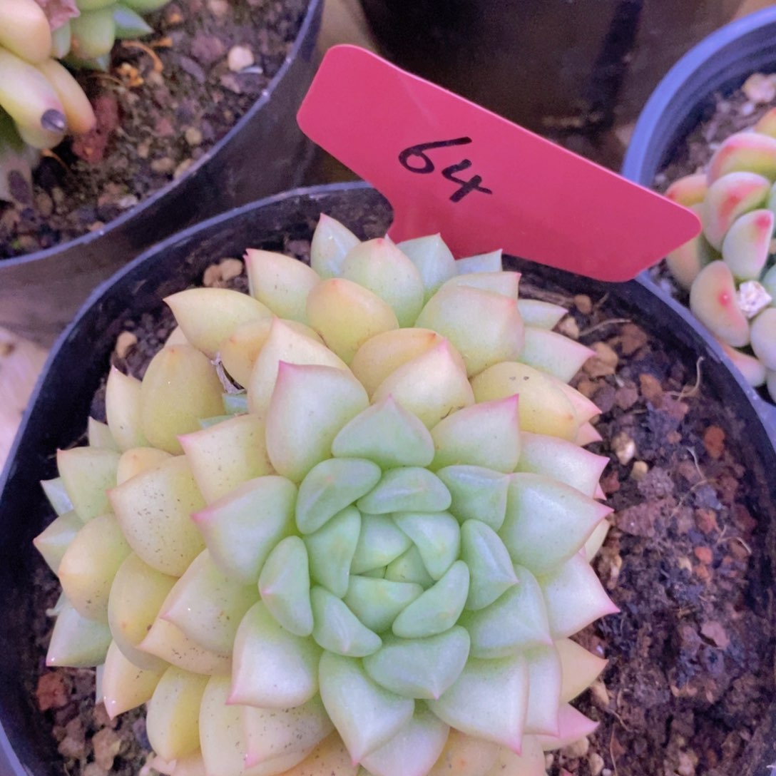 多肉植物，一物一拍，3单包邮