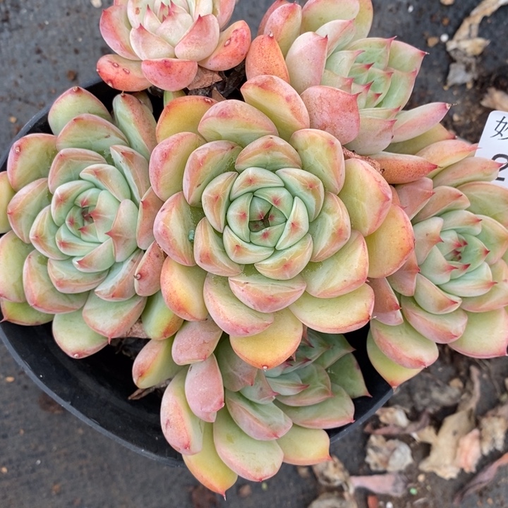 2384杂交老桩基地～12厘米