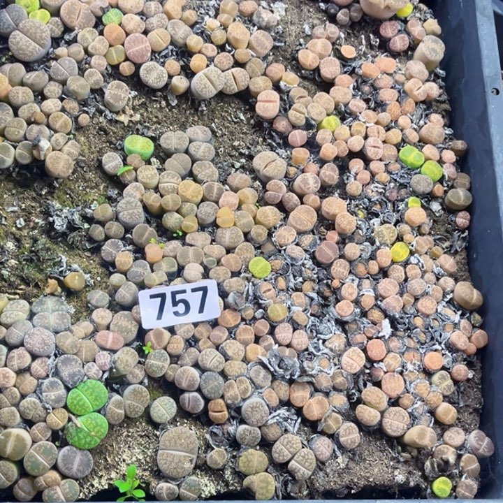 757 生石花一物一图带框
