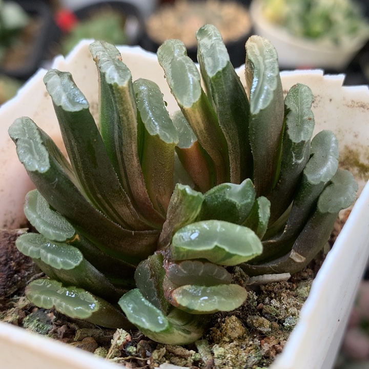 薄叶玉扇锦dai er nv t