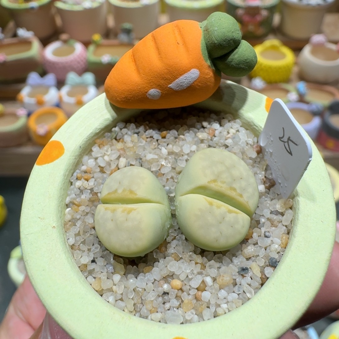 蘑菇1373奶油寿丽多肉植物