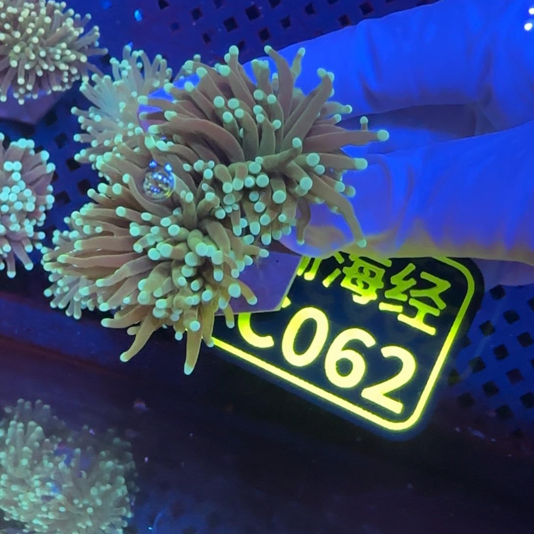 兴***重纽扣珊瑚晓晓不包邮绿火柴C062