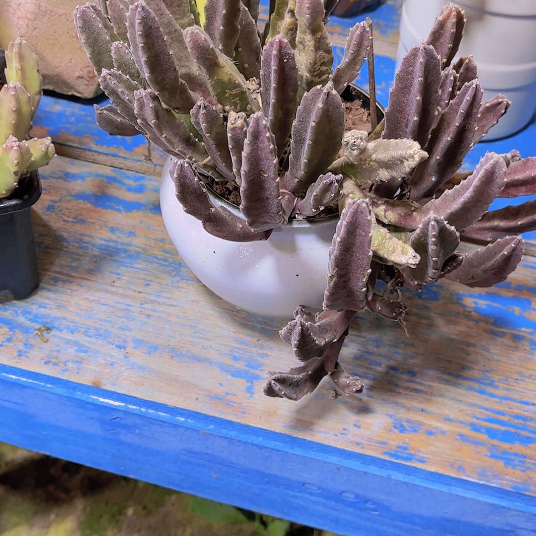 红陶相*多肉植物保护研究所