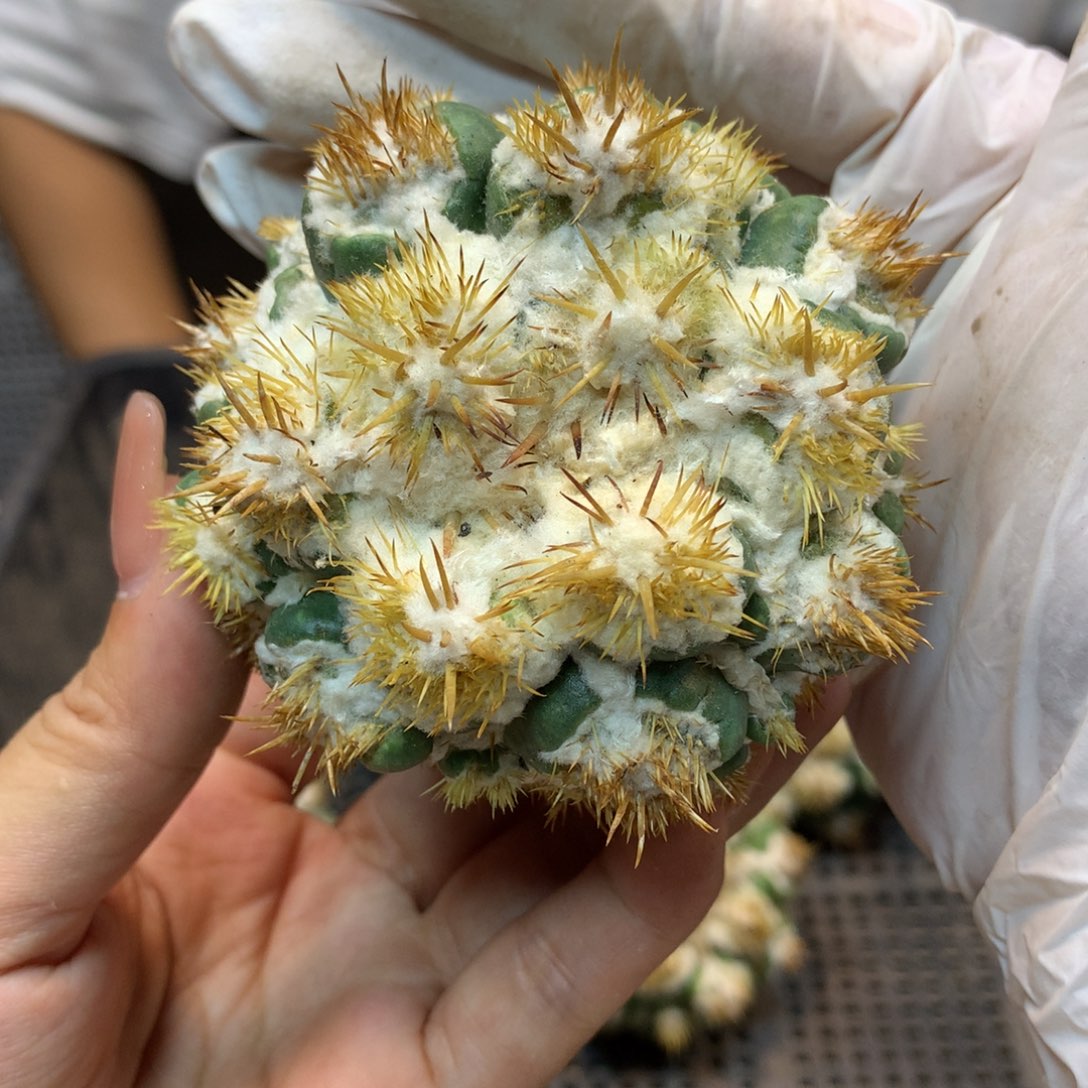       高绒刺缀象牙7公分起发 无根