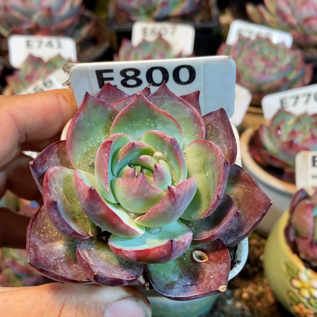 惊鸿一瞥800号多肉