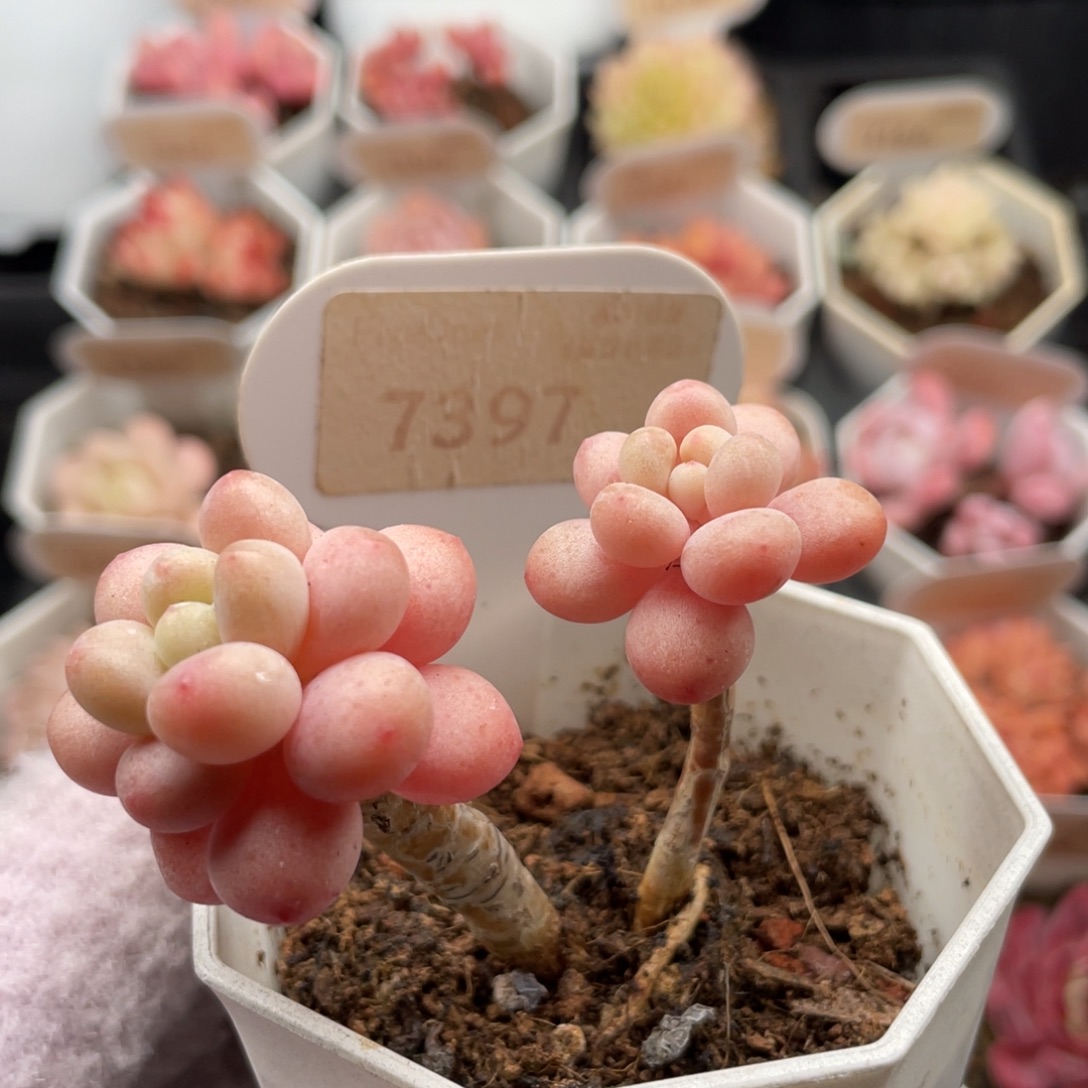 洛可可7397-6.0厘米