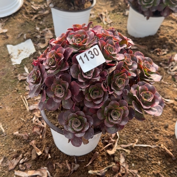 1130 清棚处理不包断枝