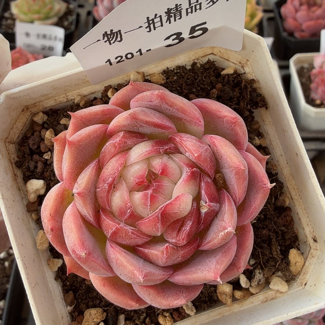 1201-35单颗多肉珍妮组合