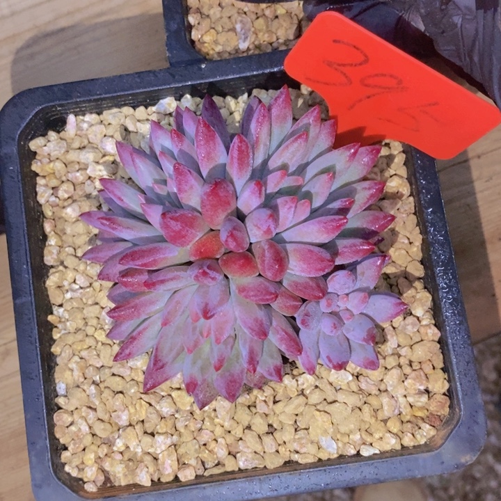 云***朵是因为他们没有勇气走出去